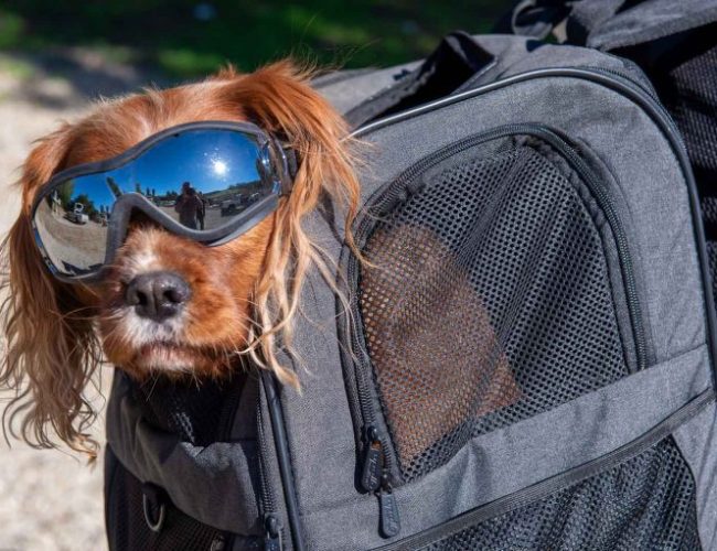 Apollo Walker Carrier Backpack For Pets Review: Motorcycle Tested!